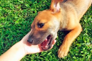 saludando a un perro desconfiado