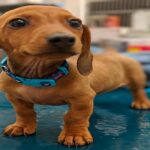 perro en clinica veterinaria