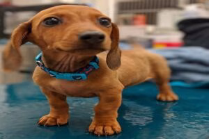 perro en clinica veterinaria