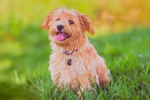 perro sentado sobre el prado