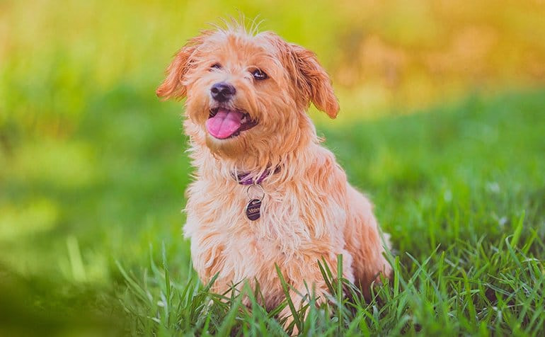 perro sentado sobre el prado