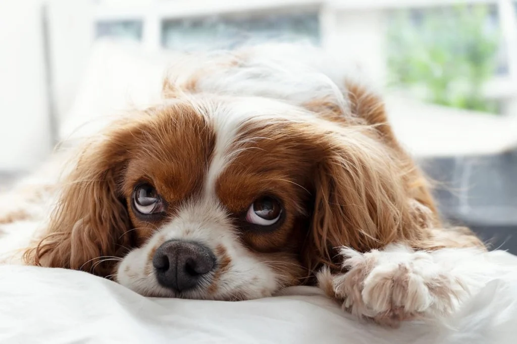 perro tumbado en la cama