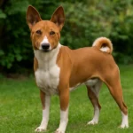 Basenji