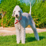perro Bedlington Terrier