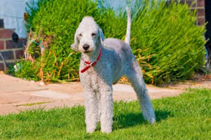 perro Bedlington Terrier