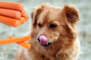 Perro comiendo salchichas