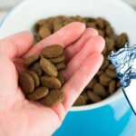 anadir agua al pienso para perros