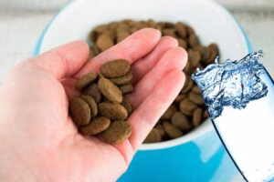 anadir agua al pienso para perros