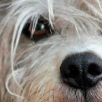 ojo de perro