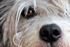 ojo de perro