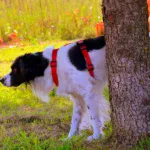 perro con polidipsia 1