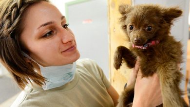 perro en el veterinario revision peritonitis