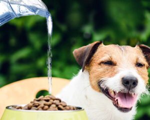 ¿Es bueno añadir Agua al pienso del Perro?