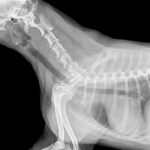 radiografia de perro con osteoporosis