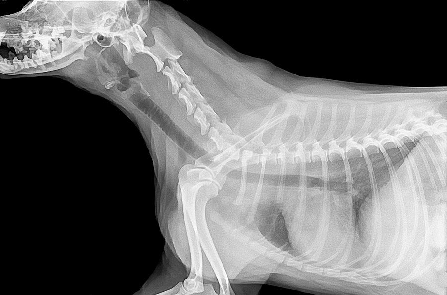radiografia de perro con osteoporosis