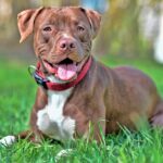 Pitbull pura sangre
