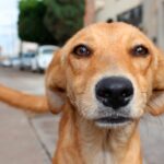 perro callejero