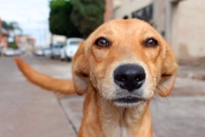 perro callejero