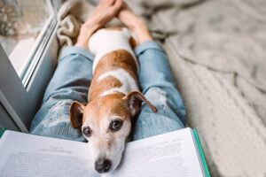 perro consuela a su humano