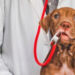 perro junto a veterinario