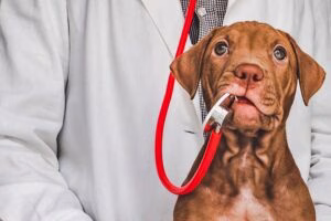 perro junto a veterinario
