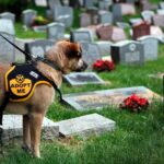 perro visitando un cementerio