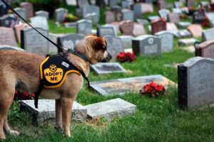 perro visitando un cementerio