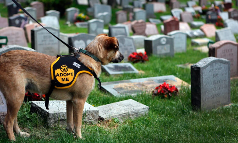 perro visitando un cementerio
