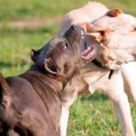perros de presa peleando