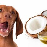 Aceite de coco y un perro