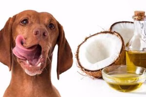 Aceite de coco y un perro