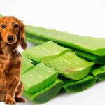 Aloe Vera y perro