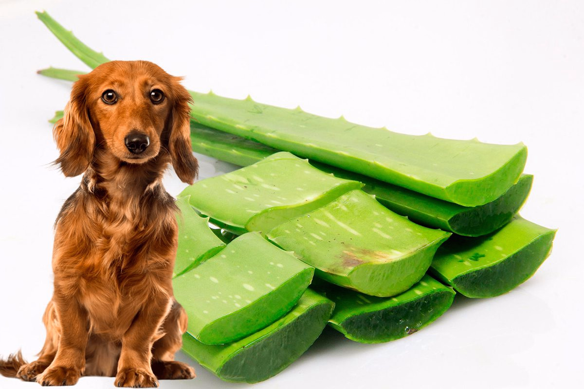 Aloe Vera y perro