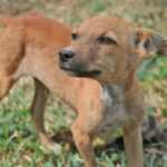 cachorro de perro callejero