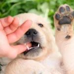 cachorro sordo