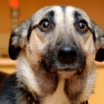 perro asustado