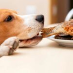 perro comiendo pescado