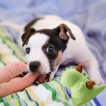 perro mordiendo la mano de su humano