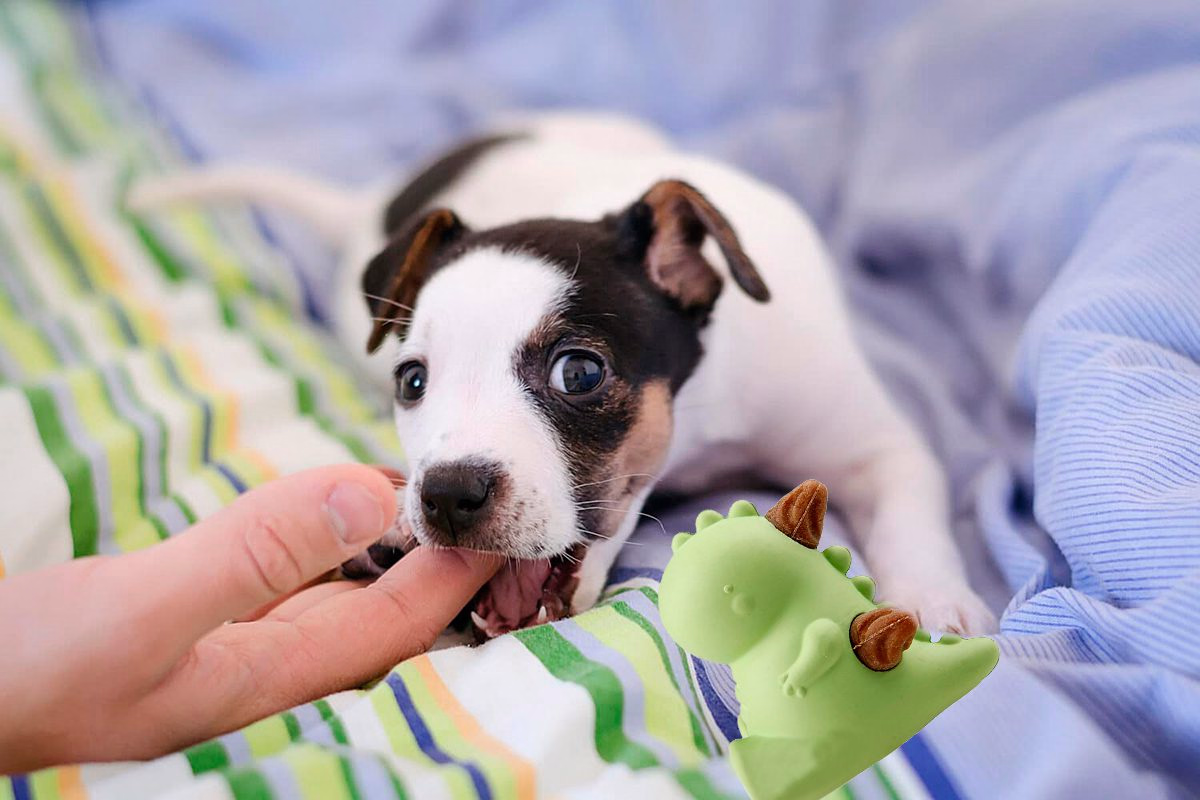 perro mordiendo la mano de su humano