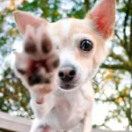 perro nos da con la patita