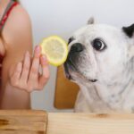 perro oliendo un limon