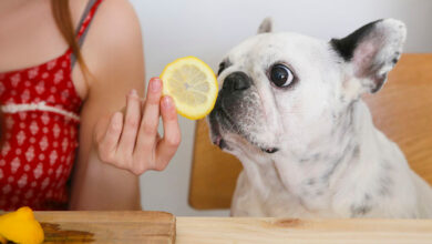 perro oliendo un limon