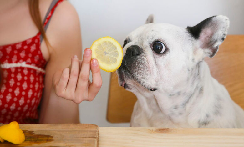 perro oliendo un limon
