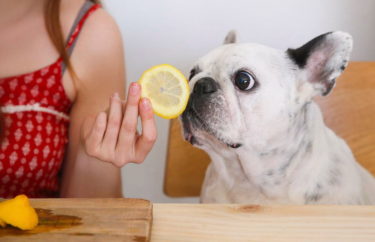 perro oliendo un limon