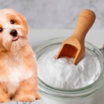 perro y bicarbonato de sodio