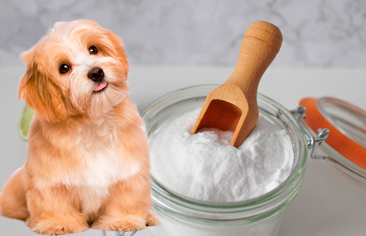 perro y bicarbonato de sodio