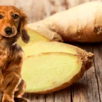 perro y jengibre