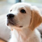 cachorro solo en casa