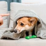 castigando a un perro