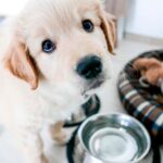 como ensenar a un cachorro a quedarse solo